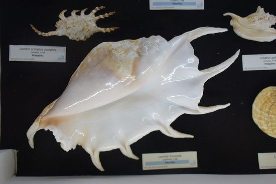 Musée du Coquillage